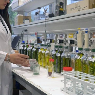 LIVA GROVES SA are pioneers in the research of olive oil